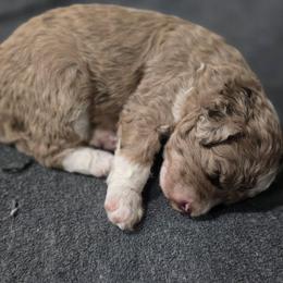 Bella - Brown merle female Aussiedoodle puppy in Lebanon, Oregon from Abbott Family Farm