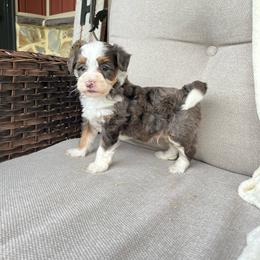 Kobe - Blue merle male Bernedoodle puppy in Holtwood, Pennsylvania from Country Ridge Puppies