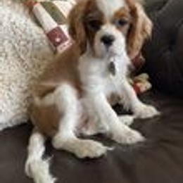 Cavalier King Charles Spaniel Puppies from Mystic Cavaliers LLC