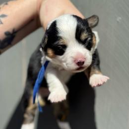 Ziggy fluffy (blue) - Black and tan male American Corgi puppy in East Oakdale, California from Rhettro Kennels