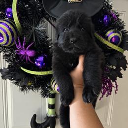 Shadow (1st pick black male) - Black male German Shepherd puppy in Watervliet, Michigan from M&M Shepherd Farms