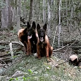 Belgian Malinois Puppies from Exogenic Arma Contra Malum K-9
