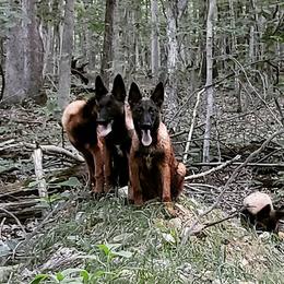 Belgian Malinois Puppies from Exogenic Arma Contra Malum K-9