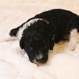 Aussiedoodle Puppies from Aspen River Doodles