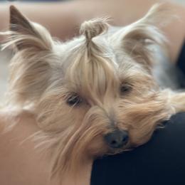 Jade - Yorkshire Terrier