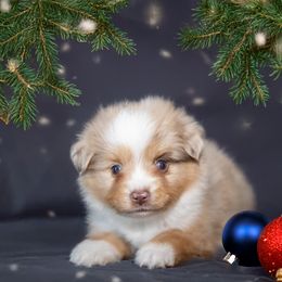 Cupid - Red merle male Toy Australian Shepherd puppy in Georgetown, Texas from Minikin Manor