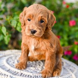Goldendoodle puppies from Sun Valley Goldendoodles