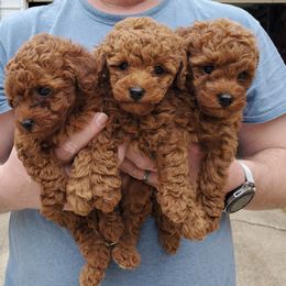Poodle Puppies from Little Red Poodles