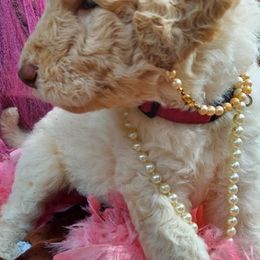 Goldendoodles from Mae Z Grace Doodles