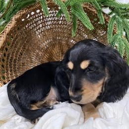 Dachshund Puppies from Down The Hill Potterdale