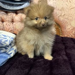 Red - Red sable male Pomeranian puppy in California from Savvypomeranians
