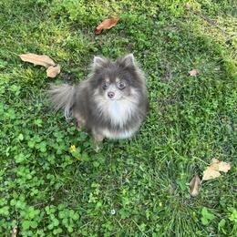 Scarlet - Pomeranian