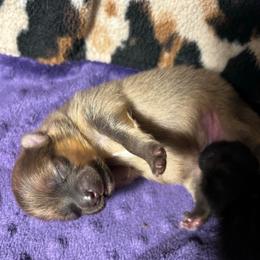 Major - Orange sable male Pomeranian puppy in Zavalla, Texas from Precious Puff Poms