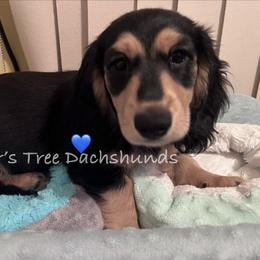 Dachshund Puppies from Piper’s Tree Dachshunds