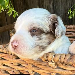 Peter - Red merle male Aussiedoodle puppy in Bakersfield, California from Annie's Aussies