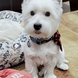 West Highland White Terriers from KC’s Westies of Miami