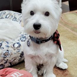 West Highland White Terriers from KC’s Westies of Miami