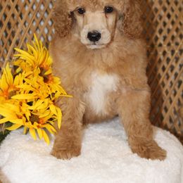 Male 1 - Apricot male Poodle puppy in Mississippi from Ewing Acres