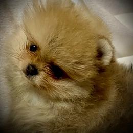 Ruby - Orange female Pomeranian puppy in Delta Junction, Alaska from Princess’s Poms