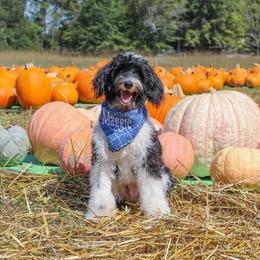 Assorted Doodle Crosses, Bernedoodle, Goldendoodle, and Sheepadoodle All Grown Up from Happy Top Doodles