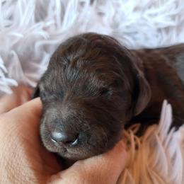 Red - Collar - Merle female Goldendoodle puppy in Fairmont, West Virginia from Mountainside Doodles, LLC