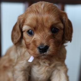 Rosemary - Red female Cavapoo puppy in Springtown, Texas from North Texas Puppies
