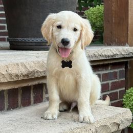 Archie - Light golden male Golden Retriever puppy in Wolcott, Indiana from Sunnyside Meadows Goldens