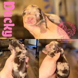 Ducky - Dapple female Dachshund puppy in Hornbeck, Louisiana from A&Z Mini Dachshunds