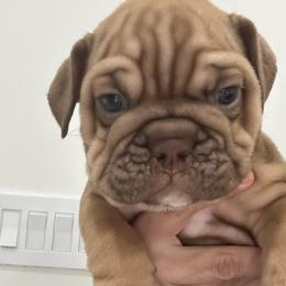 Boy 1 - Fawn and white male Bulldog puppy in Rome, Georgia from English Bulldogs of the Seven Hills