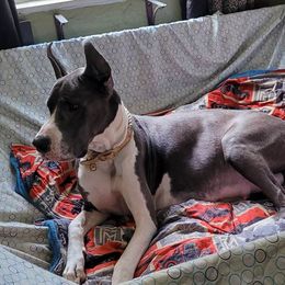Calypso - Great Dane