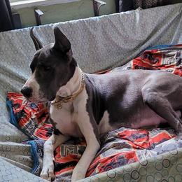 Calypso - Great Dane