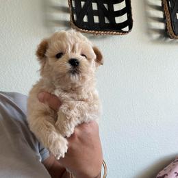Green Male - Apricot male Maltipoo puppy in Southern,, California from Maltipoo Tiny Pups & More