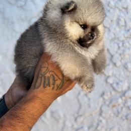 Lulu - Orange sable female Pomeranian puppy in Santa Ana,Ontario, California from Uniquepombabies