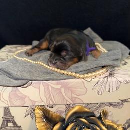 Presley - Black and tan female Cavalier King Charles Spaniel puppy in Broken Arrow, Oklahoma from Cavalier King Charles Heartland