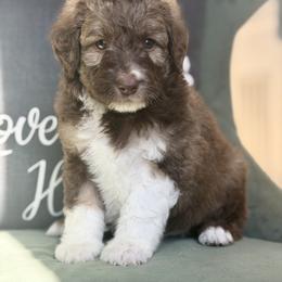 Beau - Brown and white male Aussiedoodle puppy in Jackson, Tennessee from Dinah Doodles and Aussies
