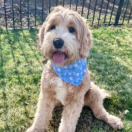 Sundae - Australian Labradoodle