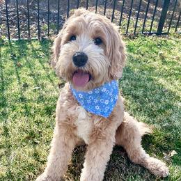 Sundae - Australian Labradoodle