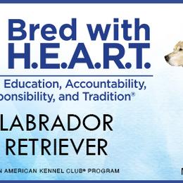 Labrador Retrievers from Black Bell Labrador Retrievers