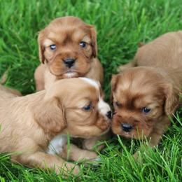 Cavalier King Charles Spaniel puppies from Timshell Farm Specialty Crossbreed Puppies