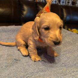 Boy 3 - Cream male Dachshund puppy in Stilwell, Oklahoma from Double Down Doxies