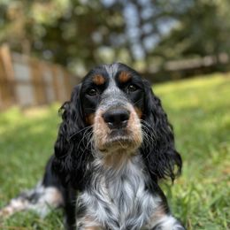 English Springer Spaniel All Grown Up from Eagle Trail Kennels