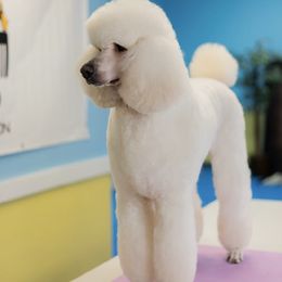 Della Mae  - Poodle
