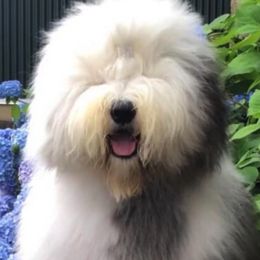 Old English Sheepdogs from Colleen Grady's Old English Sheepdogs