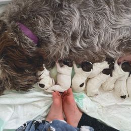 Wirehaired Pointing Griffon Puppies from Twenty-Mile Griffons