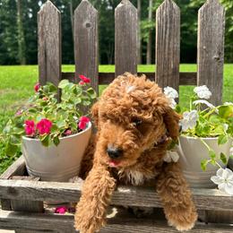 Greg - Red  male Goldendoodle puppy in Camden, North Carolina from Oopsie Doodles of NC