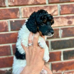 Bernedoodle, Bernese Mountain Dog, Cockapoo, Goldendoodle, and Poodle Puppies from Kallams Bernedoodles & Bernese Mountain Dogs