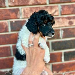 Bernedoodle, Bernese Mountain Dog, Cockapoo, Goldendoodle, and Poodle Puppies from Kallams Bernedoodles & Bernese Mountain Dogs
