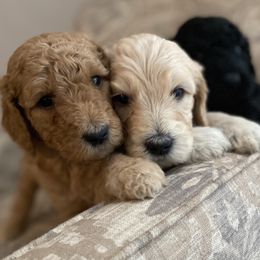 Goldendoodle Puppies from C.P. Puppy Buddies