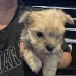 Annie - Gold female Morkie puppy in Taylorsville, North Carolina from Mountain Top Hot Tailz