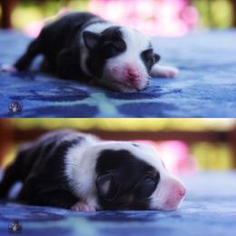 Hank - Black tri male Miniature American Shepherd puppy in Battle Ground, Washington from Casita Miniature American Shepherds